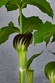 ARISAEMA AMURENSE