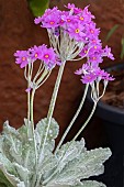 PRIMULA FARINOSA