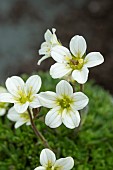 SAXIFRAGA WHITE PIXIE (MOSSY)