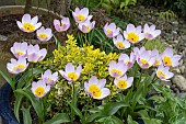 TULIPA LILAC WONDER