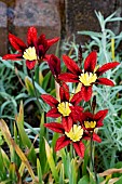 SPARAXIS TRICOLOR