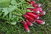 RADISH ESMERALDA F1