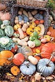 AUTUMN PUMPKINS AND SQUASH MIXED