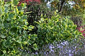 LIRIODENDRON TULIPIFERA VARIEGATA
