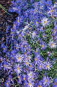 ASTER X FRIKARTII WUNDER VON STAFA