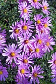 SYMPHYOTRICHUM NOVI_BELGIE ROSENWICHTEL