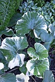 FARFUGIUM JAPONICUM ARGENTEUM