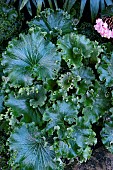 FARFUGIUM JAPONICUM WAVY GRAVY