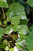 SPARMANNIA AFRICANA VARIEGATA