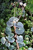 BEGONIA VENOSA