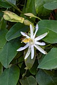 PASSIFLORA GALBANA