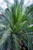 MACROZAMIA MOOREI
