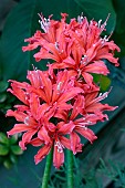 NERINE CRISTABEL