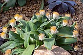 HAEMANTHUS ALBIFLOS