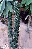 CEREUS SPIRALIS