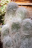 CEPHALOCEREUS SENILIS