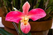 PHRAGMIPEDIUM PERAFLORAS CIRILA ALCO