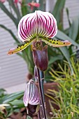 PAPHIOPEDILUM FAIRE-MAUD GX