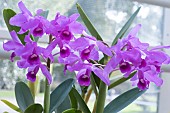 CATTLEYA BOWINGIANA