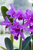 CATTLEYA BOWINGIANA