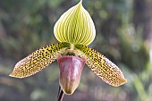 PAPHIOPEDILUM SUKHAKULII