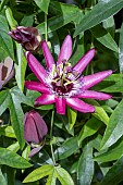 PASSIFLORA X VIOLACEA VICTORIA