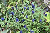SALVIA CORRUGATA