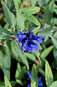 SALVIA CORRUGATA