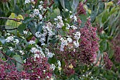 HEPTOCODIUM MICONIOIDES