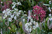 HEPTOCODIUM MICONIOIDES
