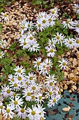 CHRYSANTHEMUM YEZOENSE