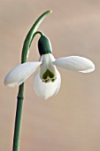 GALANTHUS GABRIEL