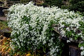CLEMATIS TERNIFLORA
