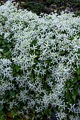 CLEMATIS TERNIFLORA