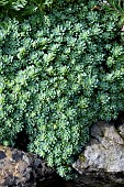 RHODIOLA PACHYCLADOS