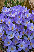 CROCUS GOULIMYI