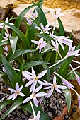 COLCHICUM CUPANII