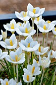 CROCUS GOULIMYI SUBSP. LEUCATHUS