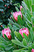 PROTEA NERIIFOLIA