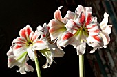 HIPPEASTRUM AMORICE - DOUBLE THE FLOWERS BY PLACING IN FRONT OF A MIRROR