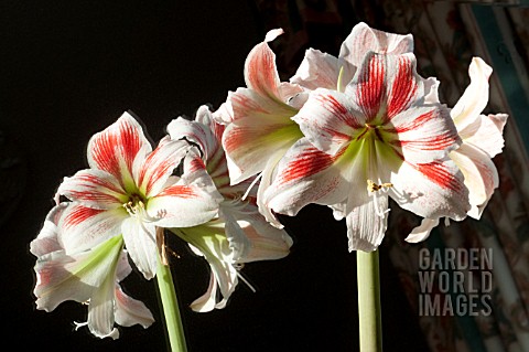 HIPPEASTRUM_AMORICE__DOUBLE_THE_FLOWERS_BY_PLACING_IN_FRONT_OF_A_MIRROR