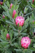 PROTEA NERIIFOLIA