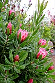 PROTEA NERIIFOLIA