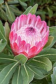 PROTEA NERIIFOLIA