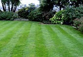 LAWN