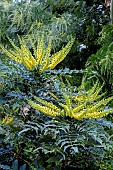 MAHONIA MEDIA