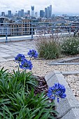 AGAPANTHUS IN NOVEMBER