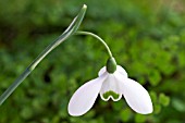 GALANTHUS BRENDA TROYLE