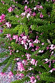 GREVILLEA LANIGERA MT. TAMBORITHA