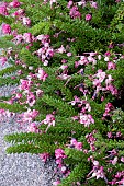 GREVILLEA LANIGERA MT. TAMBORITHA